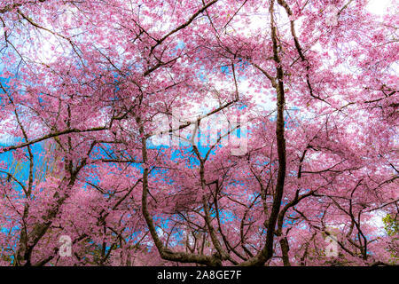 Kirschblüte (Sakura), Cornwall Park, Auckland, Neuseeland Stockfoto