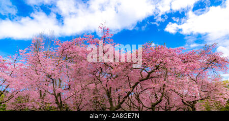 Kirschblüte (Sakura), Cornwall Park, Auckland, Neuseeland Stockfoto