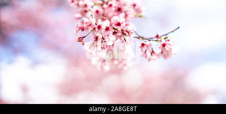 Kirschblüte (Sakura), Cornwall Park, Auckland, Neuseeland Stockfoto