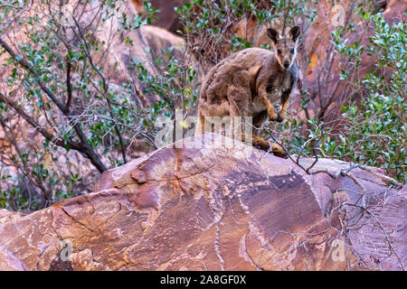 Im australischen Outback ein Känguru auf einem Felsen sitzt und schaut in die Kamera Stockfoto