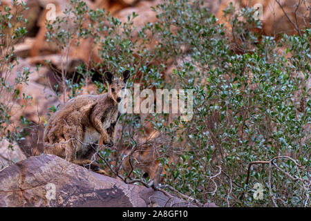 Im australischen Outback ein Känguru auf einem Felsen sitzt und schaut in die Kamera Stockfoto