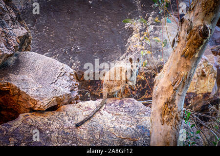 Im australischen Outback ein Känguru auf einem Felsen sitzt und schaut in die Kamera Stockfoto