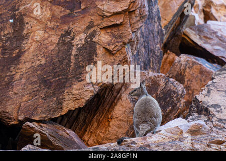 Im australischen Outback ein Känguru auf einem Felsen sitzt und schaut in die Kamera Stockfoto