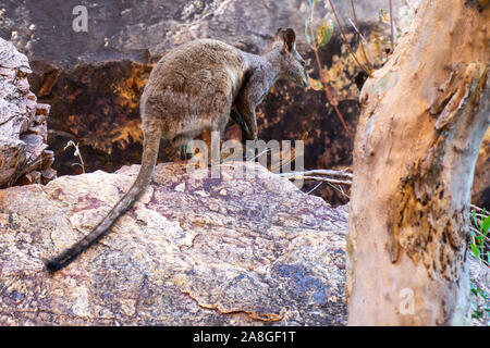 Im australischen Outback ein Känguru auf einem Felsen sitzt und schaut in die Kamera Stockfoto