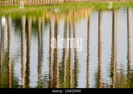 Reflexionen auf Wasser, Palmen tag Zusammenfassung Hintergrund Stockfoto