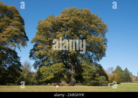 Die herbstlichen Farben der Türkei Eiche oder österreichische Eiche (Quercus cerris) mit einem strahlend blauen Himmel Hintergrund und grasenden Schafen in einem Park Stockfoto