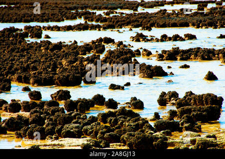 Hamelin Pool Stromatolithen - Australien Stockfoto