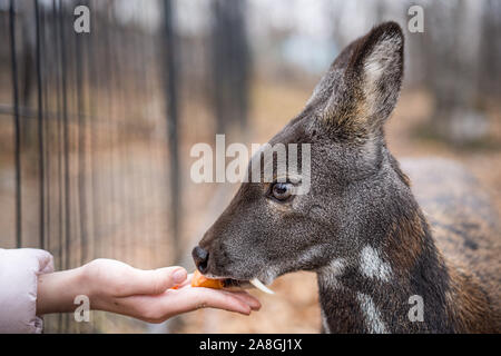 Sibirische Moschustier. Eine seltene Paar ausfuhrbestimmten Tiere mit reißzähne Stockfoto