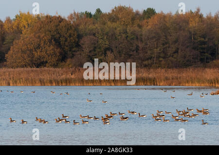 Migration Graugänse eine Pause in einer Bucht im Herbst Farben Stockfoto