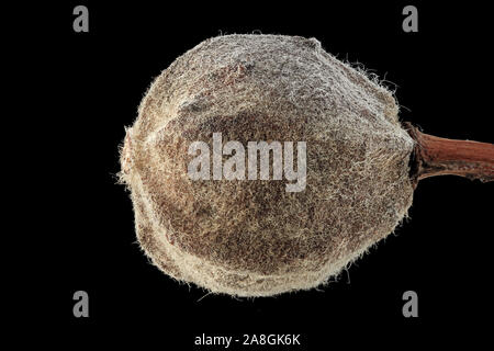 Tilia platyphyllos, großblättrige Linde, Sommer-Linde, Obst, Nahaufnahme Stockfoto