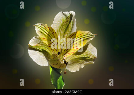 Single zarte Gelb alstromeria Blume, hintergrundbeleuchtet mit Sonnenlicht, in der Nähe. Durchsichtige zarte Blütenblätter von alstroemeria auf einem dunklen verschwommenen Hintergrund wi Stockfoto