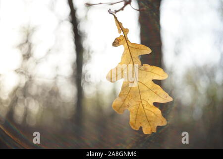 Braun herbst Eichenlaub auf eine Zweigniederlassung, die in einem sonnigen Wald Stockfoto