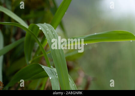 Nahaufnahme von Wassertropfen auf lange grüne Blätter im Sonnenlicht. Stockfoto