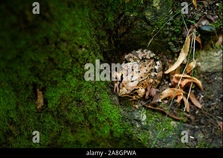 Rana temporaria. Gemeinsame europäische braun Frosch sitzend in Moos. Sehr geringe Tiefe des Feldes. Stockfoto