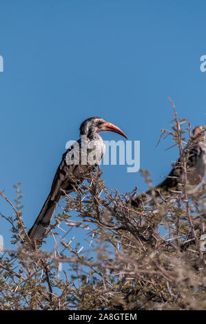 Nahaufnahme der beiden südlichen Red-billed Nashornvögel - Tockus rufirostris - sitzen auf einem Ast eines Baumes im Etosha National Park, Namibia. Stockfoto