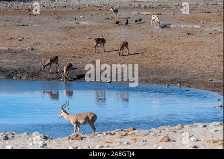 Eine Gruppe von Impalas - Aepyceros melampus - trinken aus einem Wasserloch im Etosha National Park, Namibia. Stockfoto