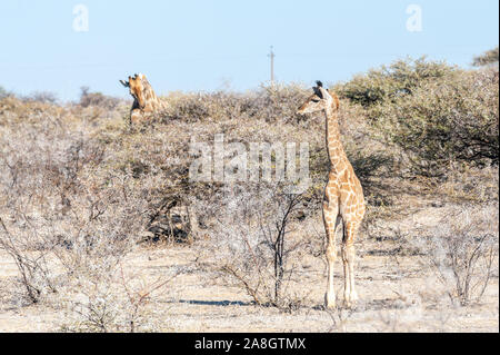 Zwei angolanischen Giraffen - Giraffa giraffa angolensis - Essen aus dem Gebüsch auf den Ebenen von Etosha Nationalpark in Namibia. Stockfoto