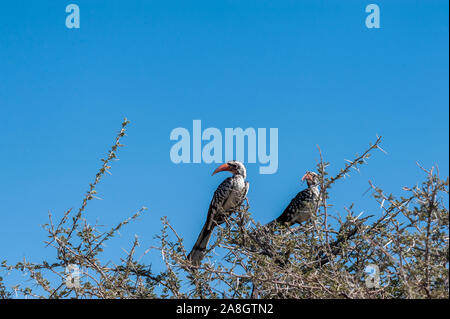 Nahaufnahme der beiden südlichen Red-billed Nashornvögel - Tockus rufirostris - sitzen auf einem Ast eines Baumes im Etosha National Park, Namibia. Stockfoto