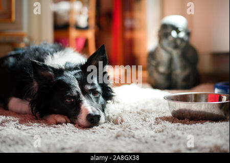 Süße schwarze und weiße Border Collie warten auf das Essen. Hund liegend Neben ist leer Hund Schüssel. Buddha im Hintergrund. Stockfoto