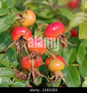 Reife Früchte der Kartoffel Rose, Rosa rugosa Stockfoto