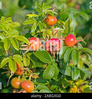 Reife Früchte der Kartoffel Rose, Rosa rugosa Stockfoto