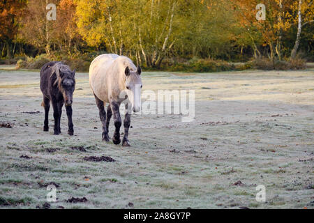 Brockenhurst, Hampshire, Großbritannien. November 2019. An einem frostigen Herbstmorgen, nachdem die Temperatur über Nacht unter den Gefrierpunkt getaucht war, ist im New Forest etwas außerhalb von Brockenhurst viel los. Ponys grasen auf dem Milchboden herum, beleuchtet von der frühen Morgensonne. Stockfoto