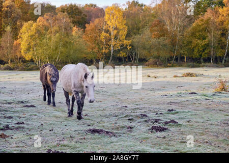 Brockenhurst, Hampshire, Großbritannien. November 2019. An einem frostigen Herbstmorgen, nachdem die Temperatur über Nacht unter den Gefrierpunkt getaucht war, ist im New Forest etwas außerhalb von Brockenhurst viel los. Ponys grasen auf dem Milchboden herum, beleuchtet von der frühen Morgensonne. Stockfoto