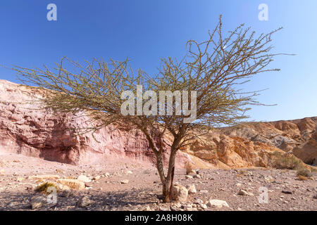 Akazie in der Erosive farbigen Hügeln des Red Canyon in der Eilat Berge. Israel Stockfoto