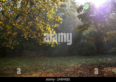 St James's Park, London, UK. 9. November 2019. Herbst morgen in der Londoner St. James's Park entfernt. Quelle: Matthew Chattle/Alamy leben Nachrichten Stockfoto