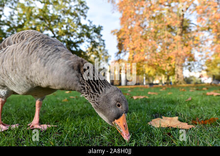 St James's Park, London, UK. 9. November 2019. Herbst morgen in der Londoner St. James's Park entfernt. Quelle: Matthew Chattle/Alamy leben Nachrichten Stockfoto