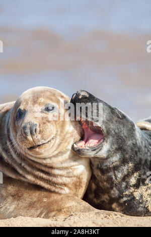 Nörgelnde Frau oder pantoffelhelden. Dichtung Freundin geben ein Ohr-bashing zu ihrem männlichen Partner. Lustige Tier Beziehung meme Bild. Close-up von zwei Stockfoto