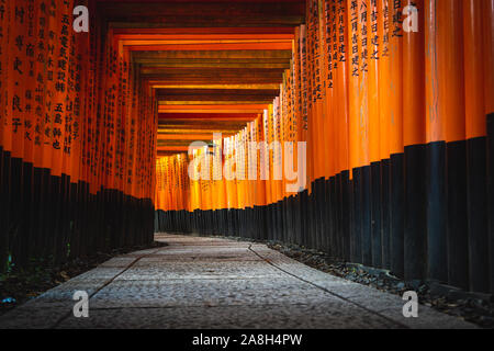 Rote Torii Tore in Fushimi Inari Schrein in Kyoto, Japan Stockfoto