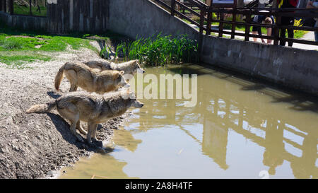 Hortobagy Ungarn 04 20 2019 Graue Wölfe warten auf das Essen im Nationalpark Hortobágy sind Stockfoto