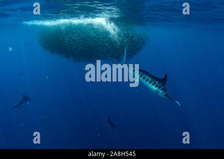 Gestreiften marlin Jagd in Sardine run Köder Ball in Pacific ocean blue water Baja California Sur Stockfoto