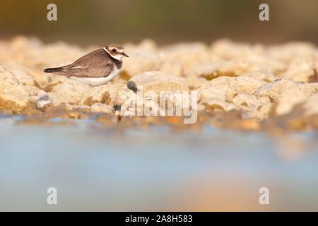 Gemeinsame kibitze oder kibitze (Charadrius hiaticula), einem schönen Ufer Vogel am Ufer eines Teiches, Tschechische Republik Stockfoto