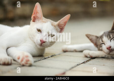 Sleepy weiß bleiben cat Verlegung im Bürgersteig, der andere schläft im Hintergrund. Stockfoto