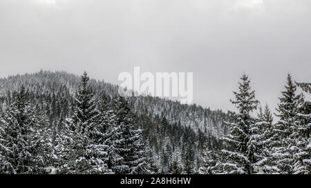 Schnee bedeckt Nadelwälder Baumkronen auf grauen bewölkten Tag, Hügel mit Wald im Hintergrund. Stockfoto