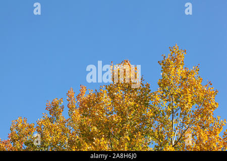 Treetops mit gelben Birke Blätter gegen klare blaue Herbsthimmel. Stockfoto