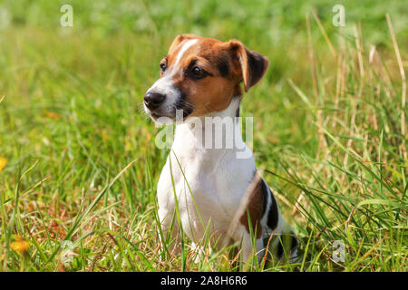 Kleine Jack Russell Terrier Welpen im Gras sitzen, Sonne auf Ihr leuchtendes. Stockfoto