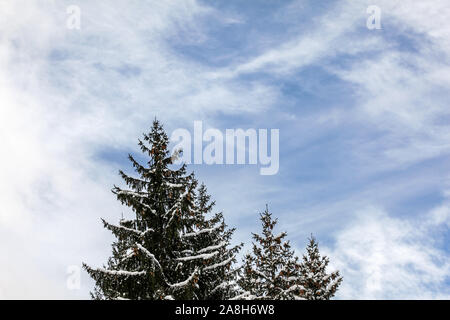 Tops von zwei Nadelbäume, wenig Schnee auf Branchen, Himmel mit Wolken im Hintergrund Stockfoto