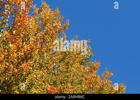 Lebendige Farben auf Herbst Tree Tops, dunkel blauen Himmel im Hintergrund Stockfoto