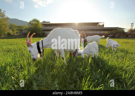 Mutter Ziegen und Zicklein Beweidung auf die grüne Wiese, Weitwinkel Foto mit Hintergrundbeleuchtung Sonne über Bauernhof im Hintergrund Stockfoto