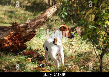 Jack Russell Terrier in Wald, durch Baumwurzel, kleine amanita Pilze neben ihr, Foto von hinten Stockfoto