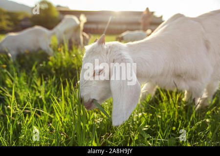 Weiße Ziege kid Beweidung auf die frühlingswiese, breiten niedrigen Winkel Foto mit starken Sonne Hintergrundbeleuchtung. Stockfoto