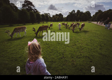 Ein kleines Mädchen erforscht die Gründe der Dunham Massey, Damwild und das Haus und die Gärten, Kind in der Landschaft UK suchen Stockfoto