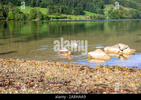 Männliche und weibliche Stockente schwimmen auf einem Teich mit grünem Wasser auf der Suche nach Essen Stockfoto