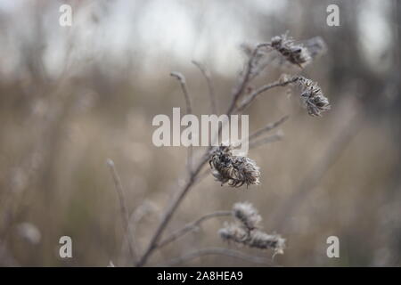 Altes trockenes Gras oder Blumen wachsen im Herbst Nebel Feld. Stockfoto