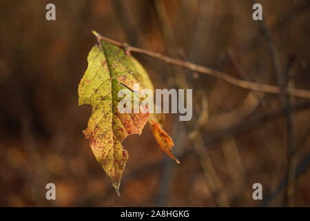 Closeup zerrissen Herbst Blatt im sonnigen Wald. Stockfoto