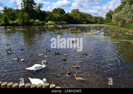 Schwäne und Enten auf dem Serpentinen-See im Coombe Abbey Park, Coventry, Warwickshire, Großbritannien Stockfoto