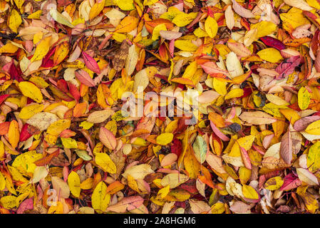 Goldene Blätter, Herbstlaub, Laub, Herbst, leafdrop Stockfoto
